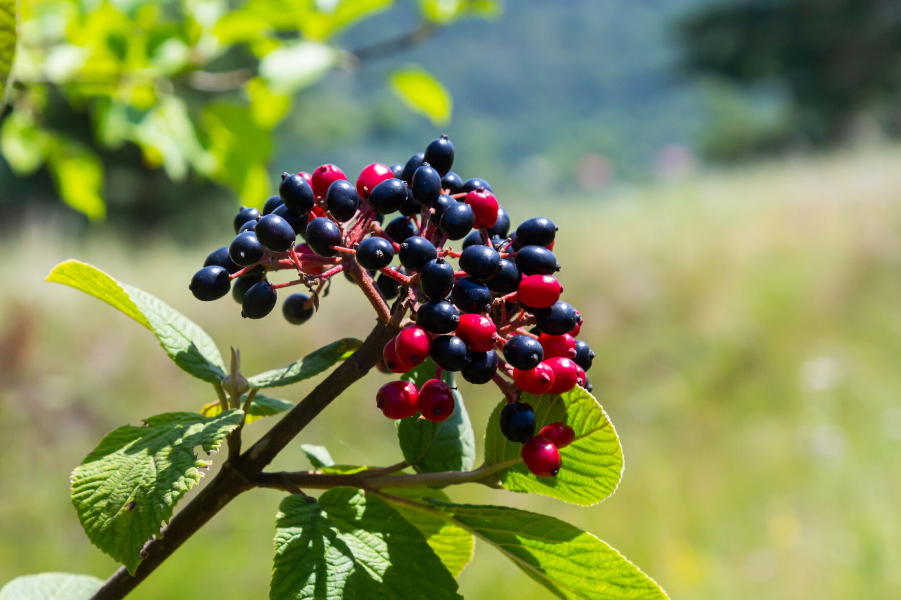 Viburnum